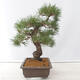 Vonkajšie bonsai - Pinus thunbergii - Borovica thunbergova - 2/5