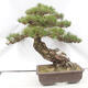Vonkajšie bonsai - Pinus thunbergii - Borovica thunbergova - 2/6