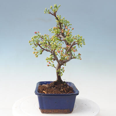 Vonkajšie bonsai - Malus sargentii - Maloplodé jabloň - 2