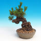 Pinus thunbergii - borovica thunbergova - 2/3