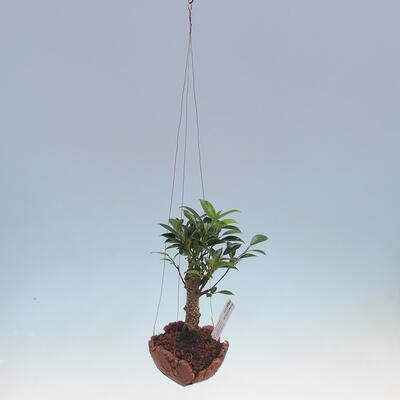 Kokedama v keramike - malolistá ficus - Ficus kimmen - 2