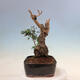 Izbová bonsai - Olea europaea sylvestris -Oliva evropská drobnolistá - 2/7