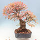 Vonkajší bonsai -Carpinus Coreana - Hrab kórejský - 2/5