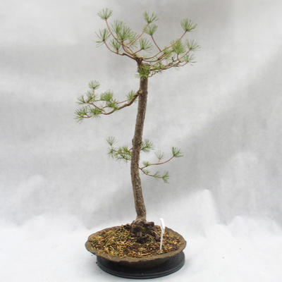 Vonkajší bonsai -Borovice lesná - Pinus sylvestris - 2