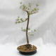 Vonkajší bonsai -Borovice lesná - Pinus sylvestris - 2/5