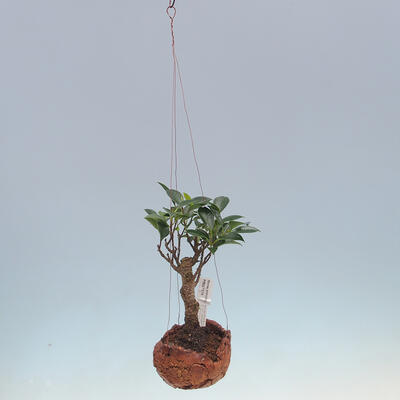 Kokedama v keramike - malolistá ficus - Ficus kimmen - 2