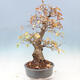 Vonkajší bonsai -Carpinus Coreana - Hrab kórejský - 2/5