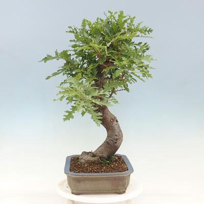 Vonkajší bonsai Quercus Cerris - Dub Cer - 2
