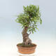 Vonkajší bonsai Quercus Cerris - Dub Cer - 2/4