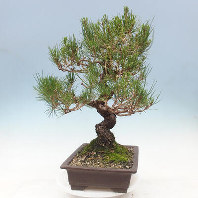 Vonkajší bonsai - Pinus thunbergii - Borovica thunbergova - 2