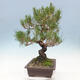 Vonkajší bonsai - Pinus thunbergii - Borovica thunbergova - 2/5