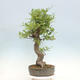Vonkajší bonsai Quercus Cerris - Dub Cer - 2/4