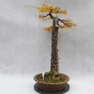 Vonkajší bonsai -Modřín opadavý- Larix decidua - 2