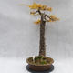 Vonkajší bonsai -Modřín opadavý- Larix decidua - 2/7