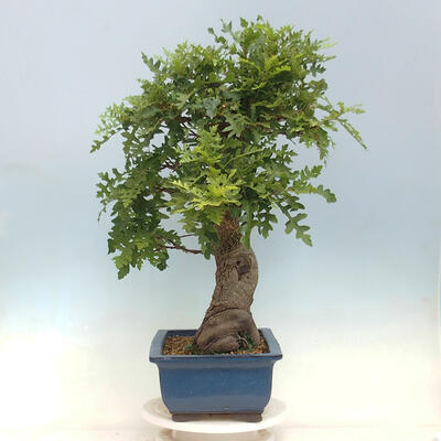 Vonkajší bonsai Quercus Cerris - Dub Cer - 2