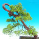 Vonkajšie bonsai - Juniperus chinensis -Jalovec čínsky - 2/3