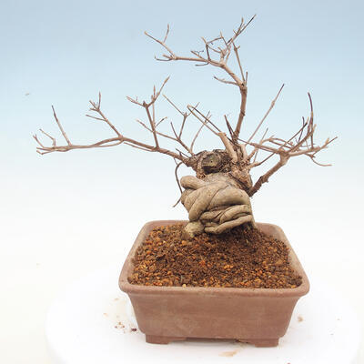 Vonkajšie bonsai - krásnoplodka Callicarpa - 2