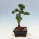Vonkajší bonsai - Juniperus chinensis Kishu-Jalovec čínsky - 2/4