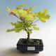 Vonkajšia bonsai-Acer campestre-Javor poľný - 2/2