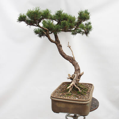 Vonkajší bonsai -Borovice blatka - Pinus uncinata - 2