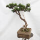 Vonkajší bonsai -Borovice blatka - Pinus uncinata - 2/5