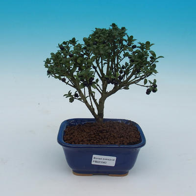 Izbová bonsai - Cezmína - 2