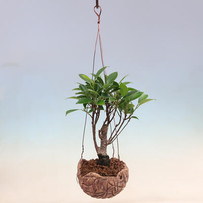 Kokedama v keramike - malolistý ficus - Ficus kimmen - 2