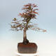 Vonkajší bonsai - Acer palmatum Atropurpureum - Javor dlanitolistý červený - 2/4