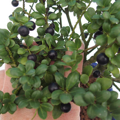 Servis bonsai - Ilex crenata - Cezmína - 2