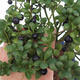 Servis bonsai - Ilex crenata - Cezmína - 2/4