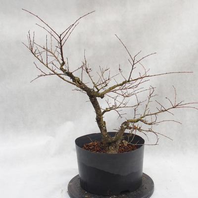 Vonkajší bonsai -jilm malo - lišty - Ulmus parviflora - 2