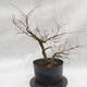 Vonkajší bonsai -jilm malo - lišty - Ulmus parviflora - 2/4