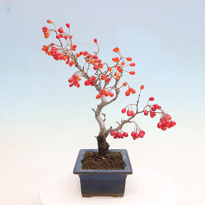 Vonkajší bonsai - Pourthiaea villosa - Blýskalka chlpatá - 2