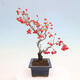 Vonkajší bonsai - Pourthiaea villosa - Blýskalka chlpatá - 2/5
