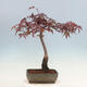 Vonkajší bonsai - Acer palmatum Atropurpureum - Javor dlanitolistý červený - 2/4