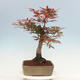 Vonkajší bonsai - Acer palmatum Atropurpureum - Javor dlanitolistý červený - 2/5