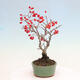 Vonkajší bonsai - Pourthiaea villosa - Blýskalka chlpatá - 2/5