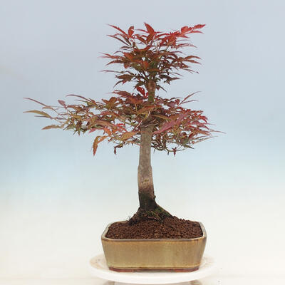 Vonkajší bonsai - Acer palmatum Atropurpureum - Javor dlanitolistý červený - 2