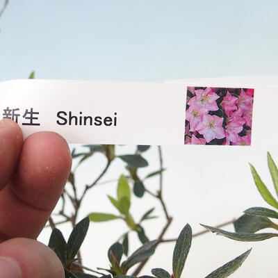 Vonkajšie bonsai - Japonská azalka - Azalea Shinsei - 2