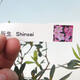 Vonkajšie bonsai - Japonská azalka - Azalea Shinsei - 2/2