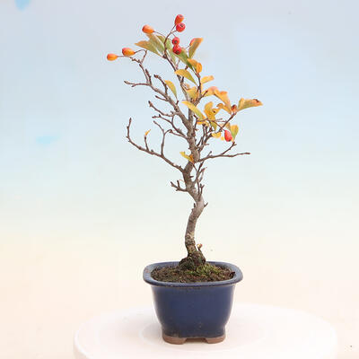Vonkajší bonsai - Pourthiaea villosa - Blýskalka chlpatá - 2