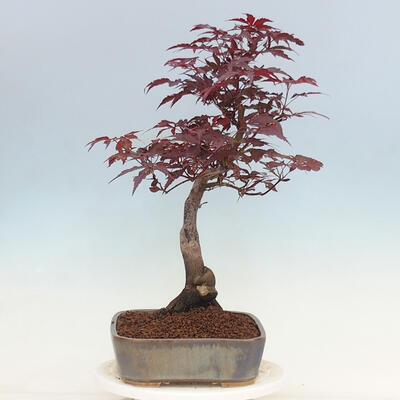 Vonkajší bonsai - Acer palmatum Atropurpureum - Javor dlanitolistý červený - 2