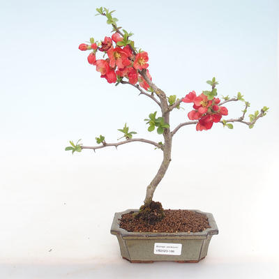 Vonkajšie bonsai - Chaenomeles špec. Rubra - Dulovec VB2020-186 - 2