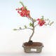 Vonkajšie bonsai - Chaenomeles špec. Rubra - Dulovec VB2020-186 - 2/3
