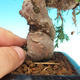Vonkajšie bonsai - Juniperus chinensis Itoigava-Jalovec čínsky - 2/4