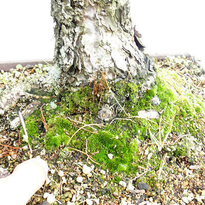 Vonkajší bonsai - Pinus parviflora - Borovica drobnokvetá - 2