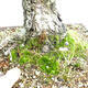 Vonkajší bonsai - Pinus parviflora - Borovica drobnokvetá - 2/5