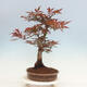 Vonkajší bonsai - Acer palmatum Atropurpureum - Javor dlanitolistý červený - 2/5