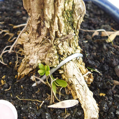 Izbová bonsai - Buxus harlandii - 2