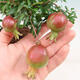 Izbová bonsai-Punic granatum nana-Granátové jablko - 2/2